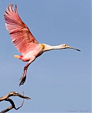 Roseate Spoonbill in flight