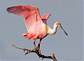 Previous