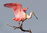 Roseate Spoonbillborder=