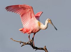 Roseate Spoonbill