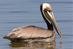 Brown Pelican