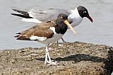 American Oystercatcher (with Laughing Gull)