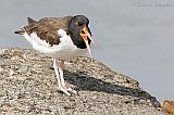 American Oystercatcher yawning