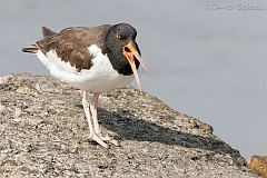 American Oystercatcher