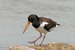 American Oystercatcher