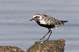 Black-bellied Plover