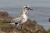 Black-bellied Plover (transitional plumage)