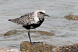 Black-bellied Plover (alternate plumage)