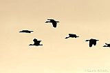 Black-bellied Whistling-Ducks