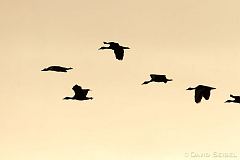 Black-bellied Whistling-Duck