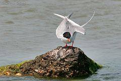 Forster's Tern