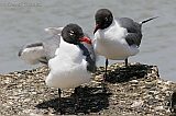 Laughing Gull