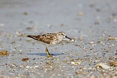 Least Sandpiper