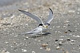 Least Terns