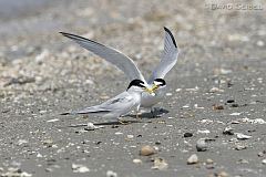 Least Tern