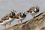 Ruddy Turnstone