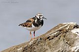 Ruddy Turnstone