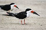 Black Skimmer