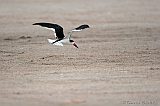 Black Skimmer in flight