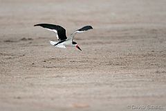 Black Skimmer