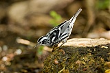 Black-and-white Warbler