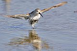 Dunlin stretching