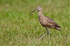 Long-billed Curlew