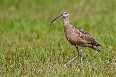 Long-billed Curlew