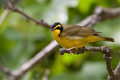 Kentucky Warbler