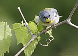 Northern Parula