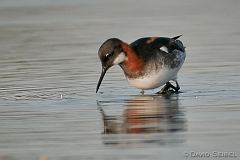 Red-necked Phalarope