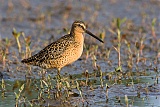 Short-billed Dowitcher