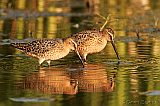 Short-billed Dowitcher