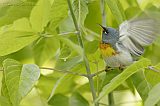 Northern Parula