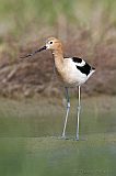 American Avocet