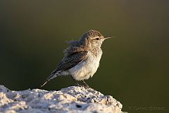 Rock Wren