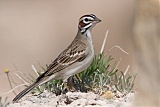 Lark Sparrowborder=