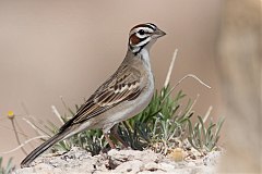 Lark Sparrow