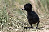 Virginia Rail