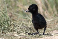 Virginia Rail