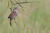 Henslow's Sparrow (adult male)