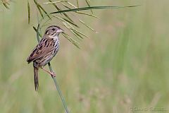 Henslow's Sparrow