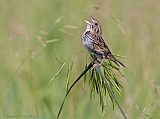Henslow's Sparrow (adult male)