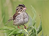 Henslow's Sparrow (adult male)