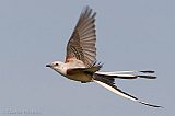 Scissor-tailed Flycatcher in flight