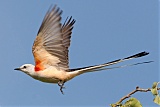 Scissor-tailed Flycatcher