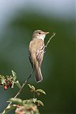 Willow Flycatcher