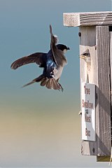 Tree Swallow