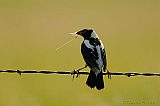 Bobolink