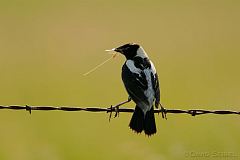 Bobolink